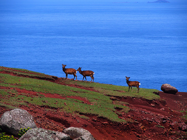 野崎島 鹿