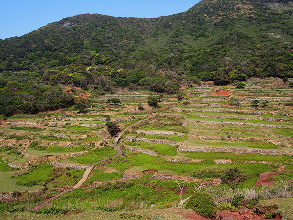 野崎島 段々畑