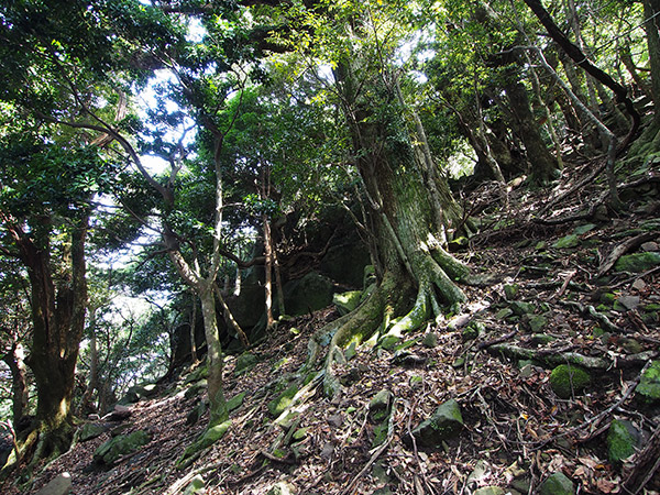野崎島 巨樹の森