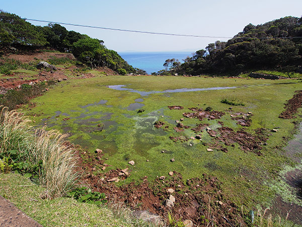 野崎島 水田 湿地帯