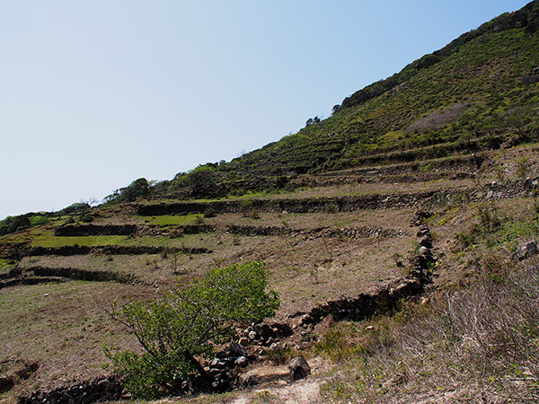 野崎島 野首集落跡 段々畑