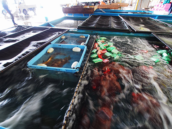 小値賀島 新鮮な魚 水槽