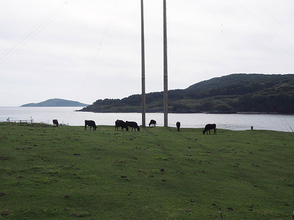 小値賀島 牛の放牧