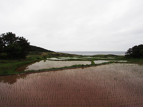 小値賀 斑島 赤土の水田