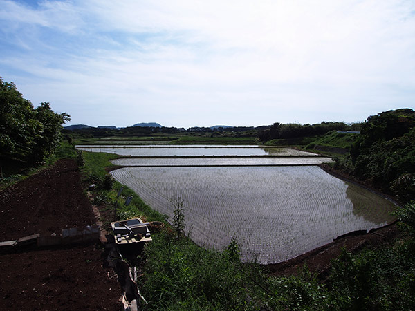 小値賀島の水田
