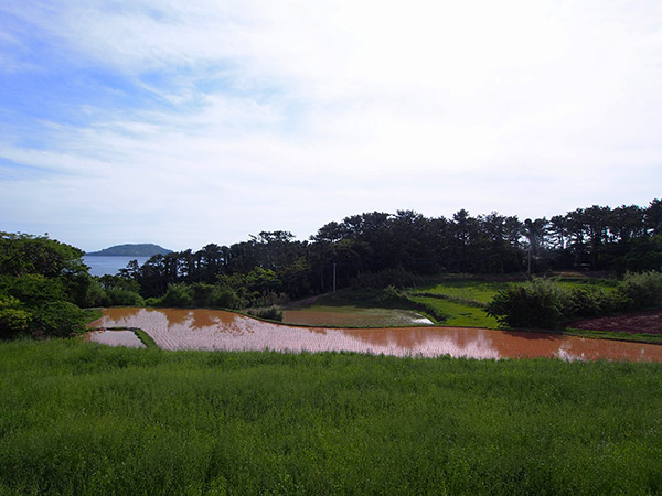 小値賀 赤土の水田