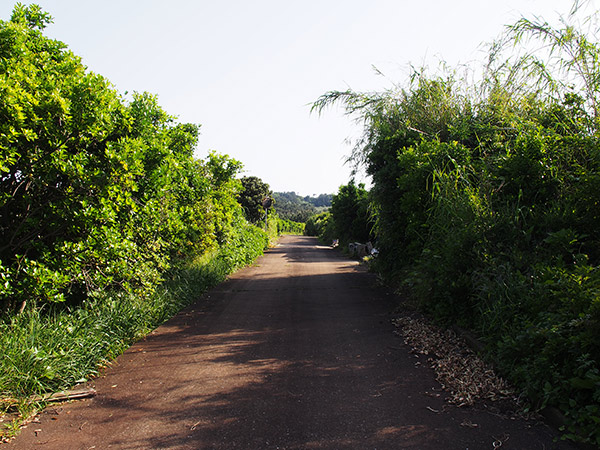 小値賀島 黒島の道路