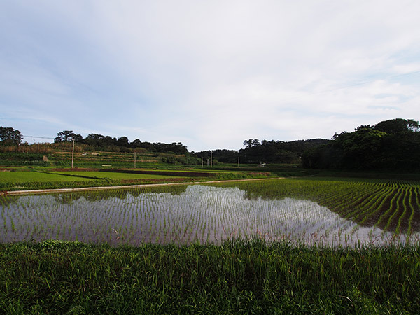 小値賀島の水田