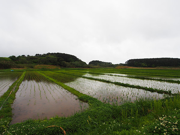 小値賀島の水田