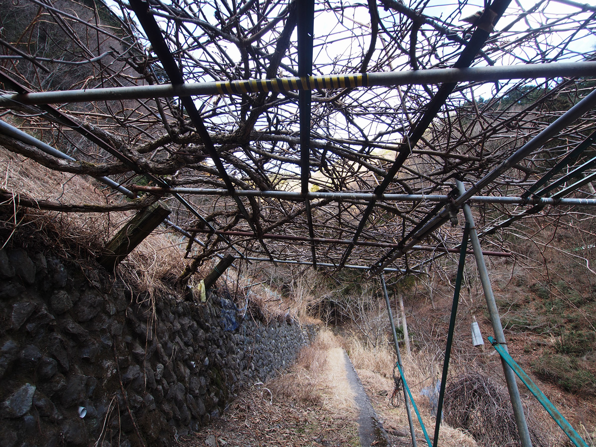 奥多摩 三沢集落の山道