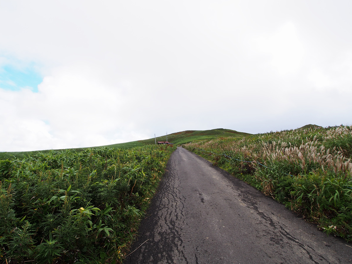 礼文島 桃岩展望台コース 車道