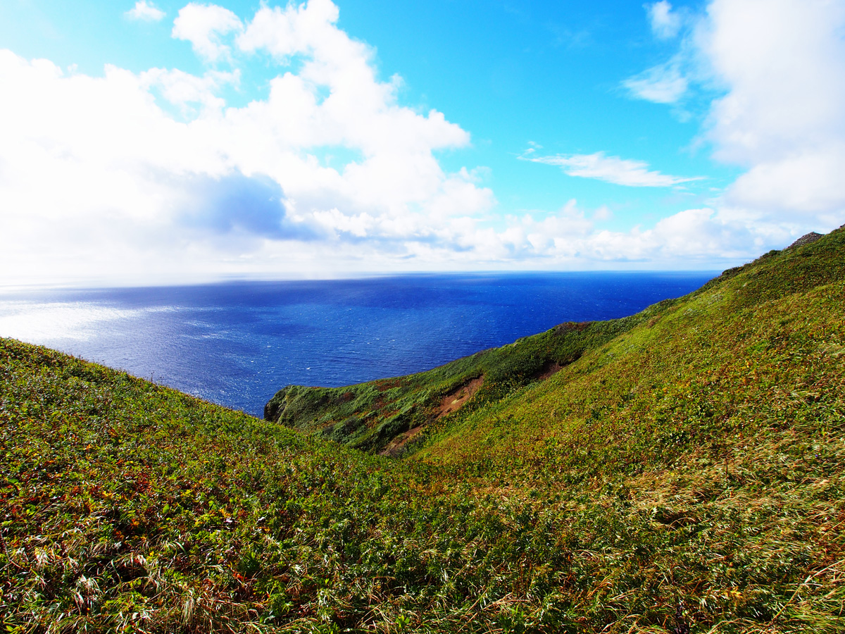 礼文島 自然 高山植物