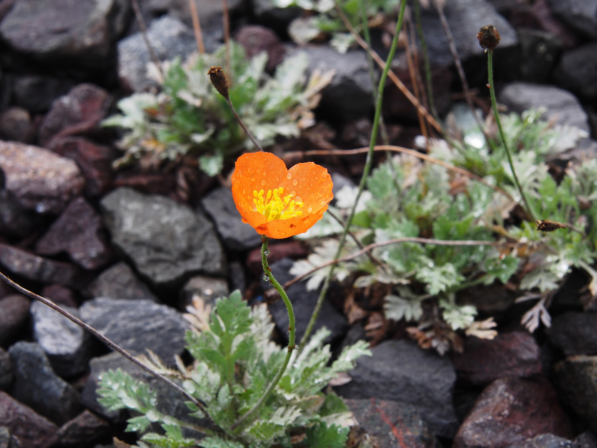 リシリヒナゲシ 礼文島の植物