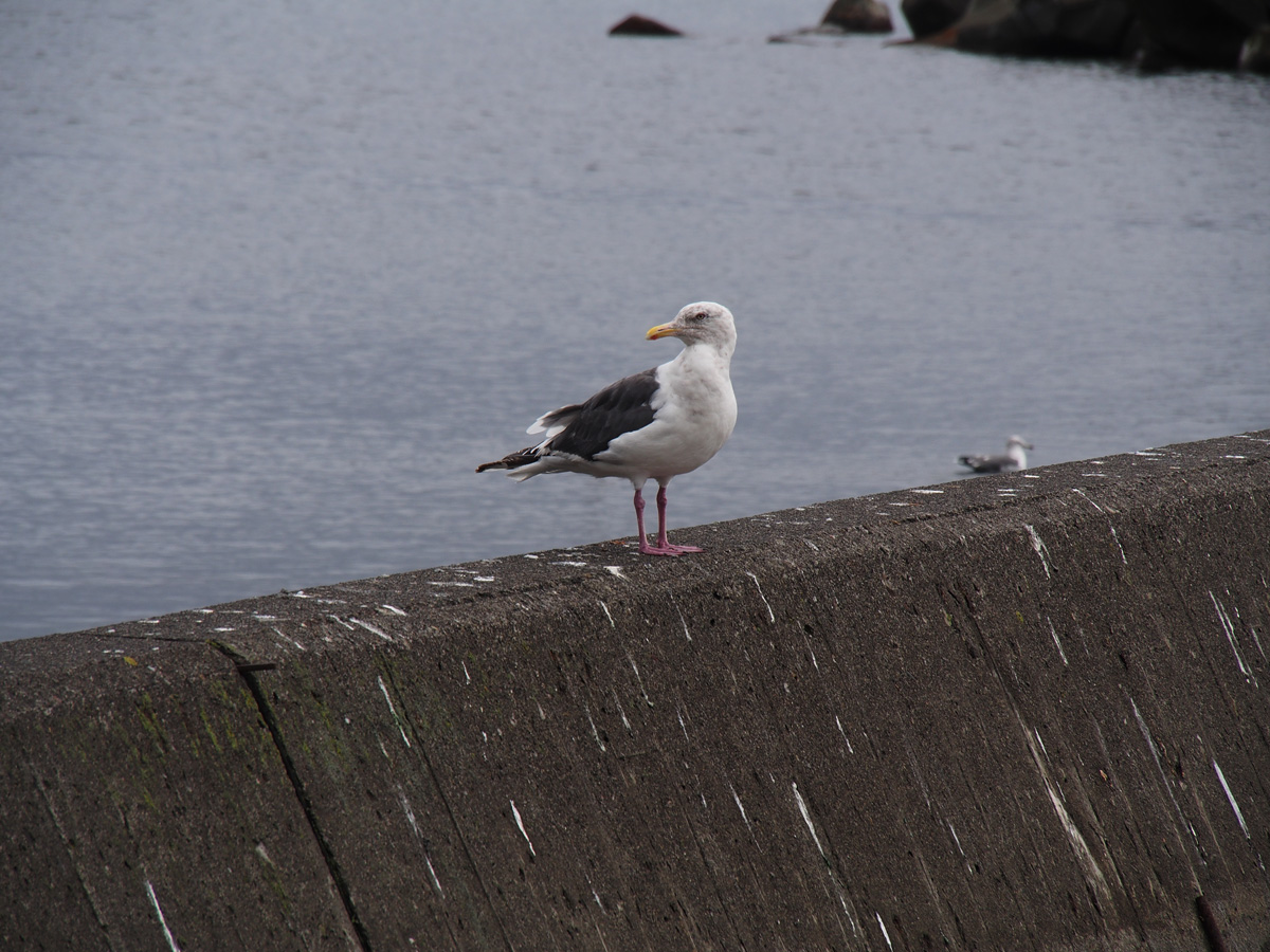 礼文島の海鳥 オオセグロカモメ 知床