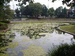 一之宮公園の池