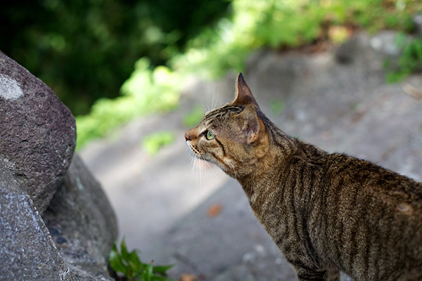 式根島の猫