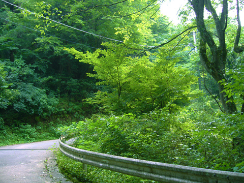 穴川林道の上り坂