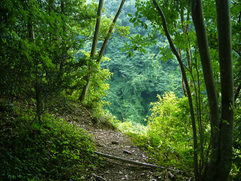 林道脇から覗く風景