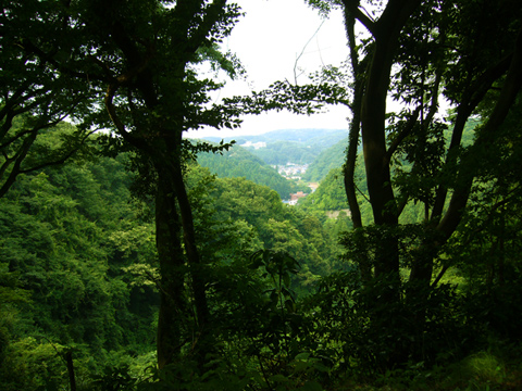 木々の合間から見える風景