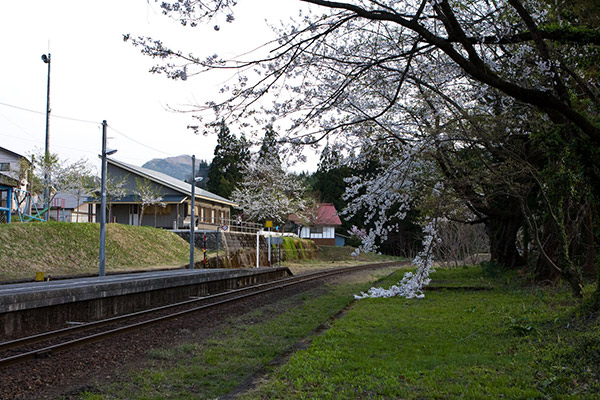 廃止されたホームの桜