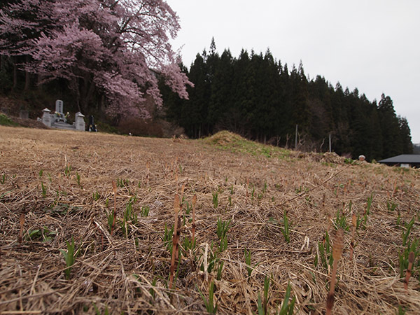 朝日屋の前の桜