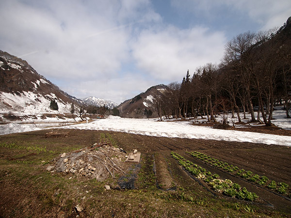 残雪と畑