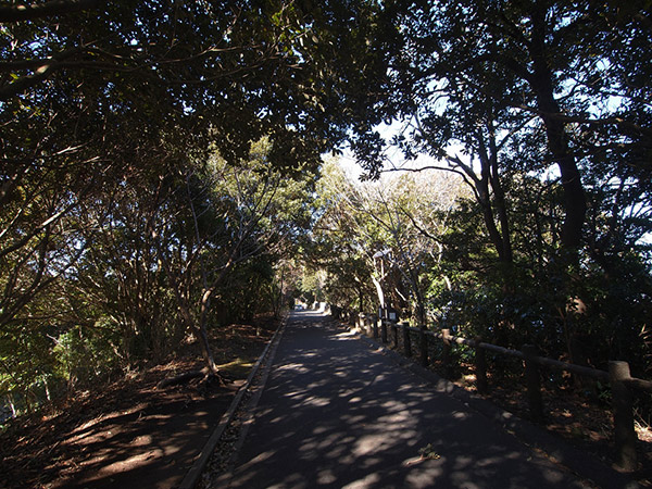 大房岬自然公園を歩く