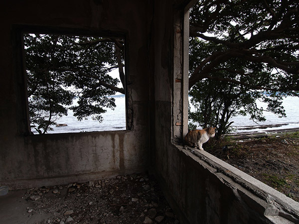 鷹ノ島 猫と廃墟