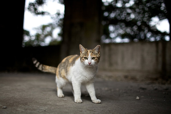 鷹ノ島の猫