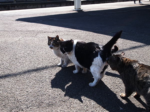 浅野駅 猫