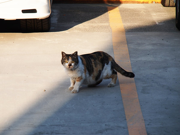 扇町の猫